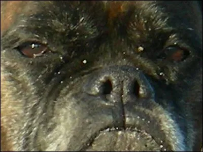La race boxer a été officiellement reconnue en ...