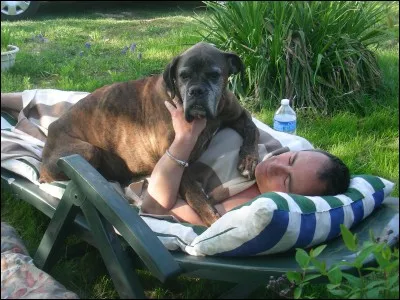 Quel est le pays d'origine du boxer ?