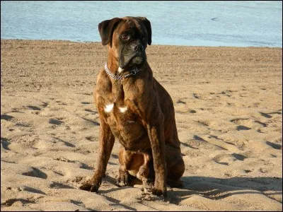 L'espérance de vie moyenne d'un boxer est de ...