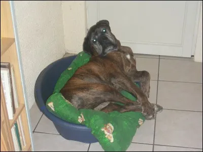 Dans la classification officielle, le boxer appartient à quel groupe ?