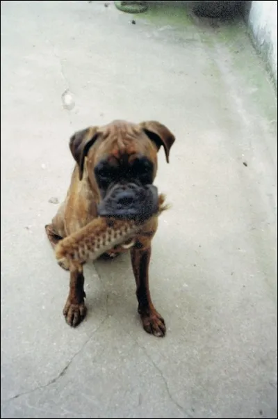 Cette classification compte ...