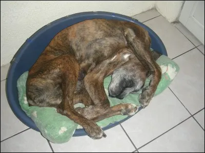 Le boxer a un poil ...