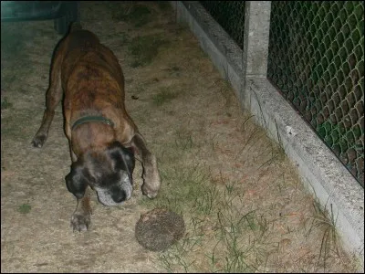Quelle est la taille (au garrot) d'un boxer mâle adulte ?