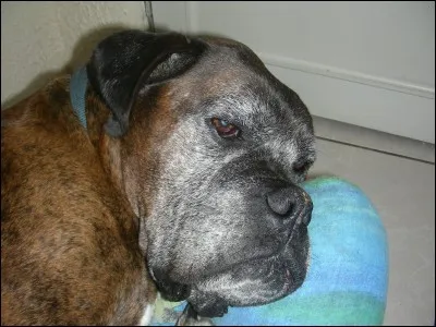 Dans le standard de la race, quelle couleur n'est pas admise ?