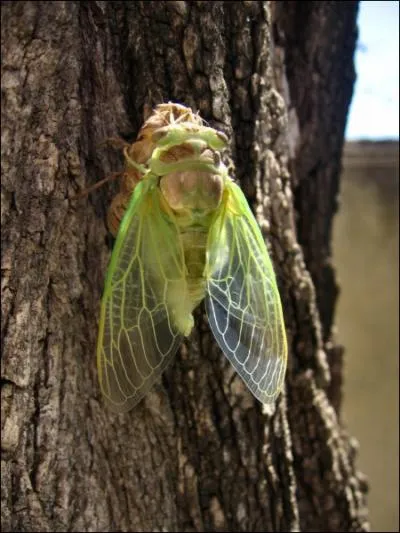 De quoi se nourrit la cigale ?