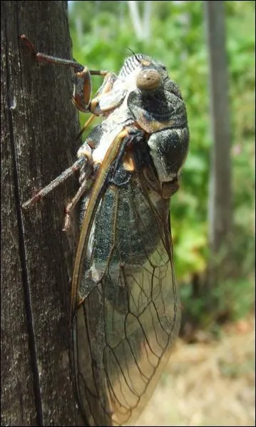 Jusqu'� combien d'�ufs la cigale peut-elle pondre ?