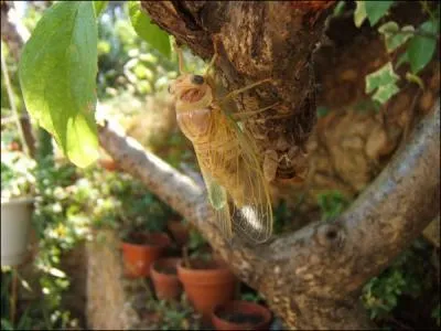 Comment la cigale fait-elle pour  chanter  ?