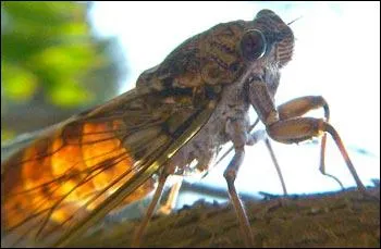 Pourquoi la cigale �met-elle ce chant ?