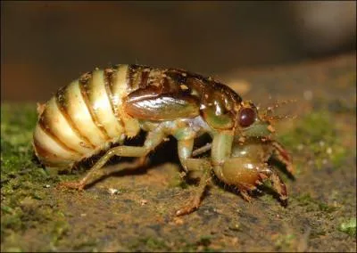 Comment s'appellent les petits de la cigale ?
