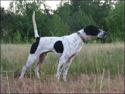 Ce chien britannique est un... ?
