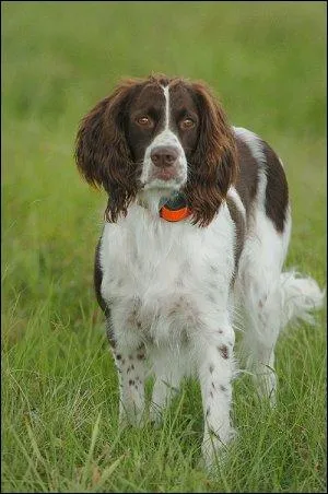 Celui-ci a en revanche des origines bien franaises. C'est... ?