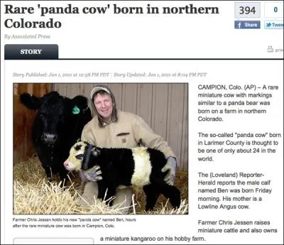 Un laboratoire du Colorado a russi a insminer une vache avec la semence d'un panda !