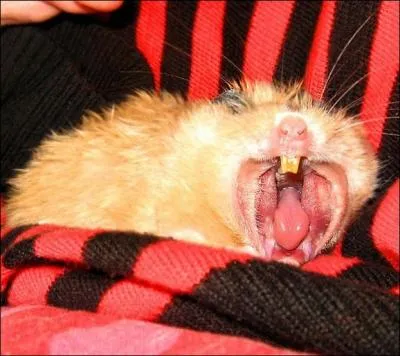 D'aprs ses dents, cet animal est ...