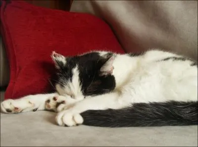 Le chat dort en moyenne :