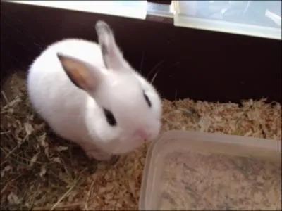 Le lapin a une vision de :