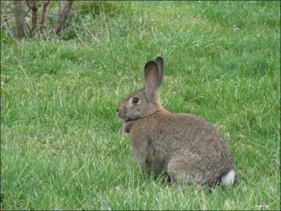 Quel est le bruit du lapin ?