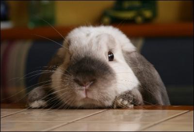 Comment s'appelle le lapin qui a de grandes oreilles ?