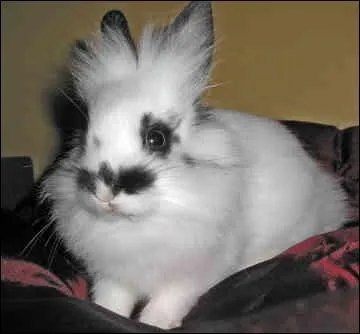Comment s'appelle ce lapin ?