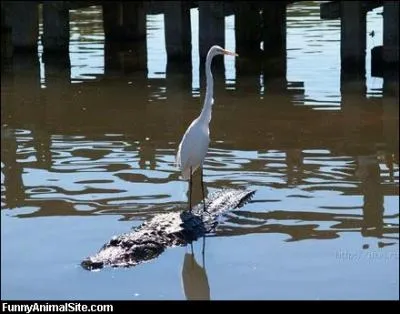 Ce hron est pos sur un tronc d'arbre !