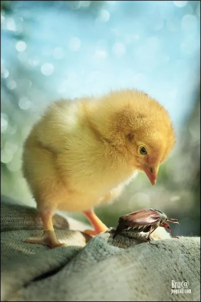 Lequel de ces deux animaux tait considr comme un dieu par les gyptiens ?