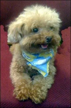 Ce petit chien est un... ?