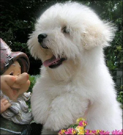 Le Coton de Tular est originaire de... ?