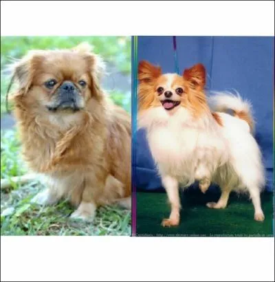 Lequel est un Pkinois, lequel est un Papillon ?