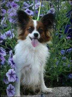 Le Pkinois et le Papillon sont tous deux des... ?