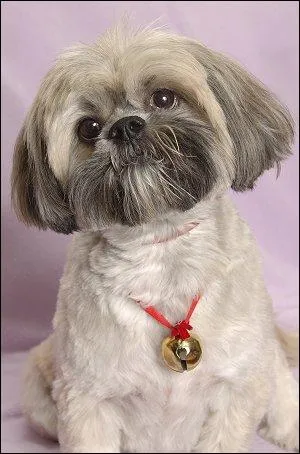 Ce chien originaire du Tibet est un... ?