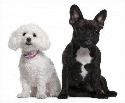 Selon la Fdration Cynologique Internationale, la plupart des chiens d'agrment appartiennent au groupe numro... ?