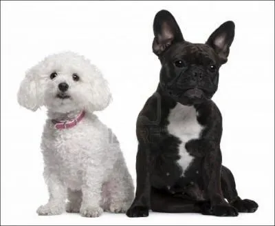Selon la Fédération Cynologique Internationale, la plupart des chiens d'agrément appartiennent au groupe numéro... ?