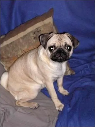 Leur principale utilit est... ?