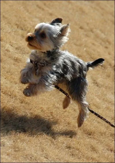 Comme son nom l'indique, le Yorkshire est n en Angleterre au XIXme sicle. A l'poque, les ouvriers l'utilisaient pour... ?