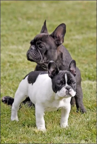 Lequel de ces molosses n'est pas class chien d'agrment ?