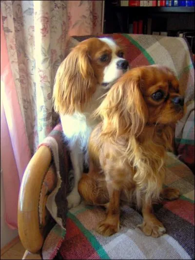 Lequel est un Cavalier King Charles ?