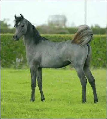 Quelle est la race de ce cheval ?