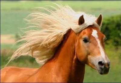 Quelle est la race de ce cheval ?