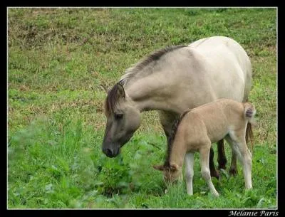 Quelle est la race de ce cheval ?