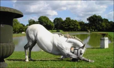 Quelle est la race de ce cheval ?