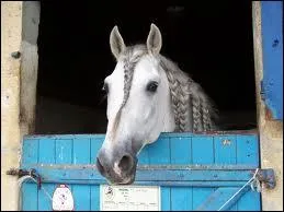 Lorsque tu abordes un cheval, pour ta scurit, tu dois :