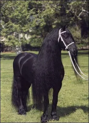 Qu'appelle-t-on la robe d'un cheval et d'un poney ?