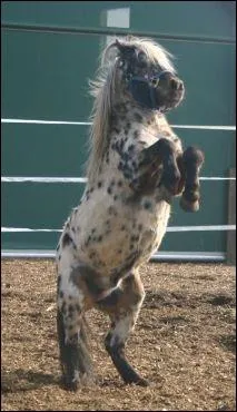 Comment se nomme la robe de ce cheval ?