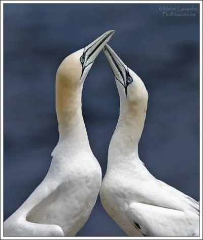 Les  fous de Bassan  tiennent leur nom de l'le de Bass qui en abrite une colonie impressionnante. A proximit de quelles ctes est elle situe ?