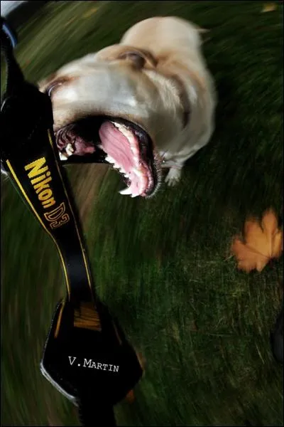 Le chien n'est pas reprsent !