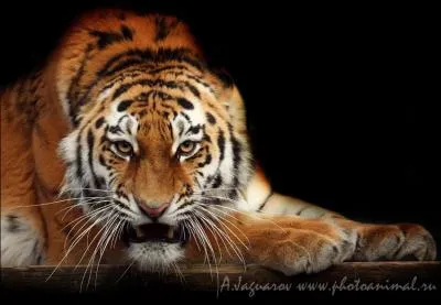 L'anne du tigre existe bel et bien !