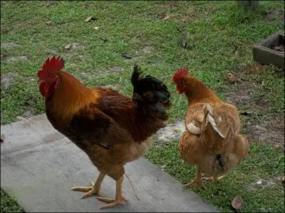 Le coq est l'un des animaux totems de l'astrologie chinoise !