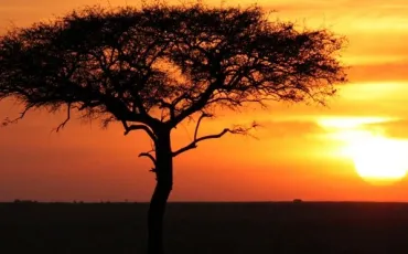 Quiz Savane