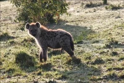 Les hynes femelles ont un clitoris trs dvelopp, dont la taille peut atteindre celle du pnis des mles ! Vrai ou faux ?