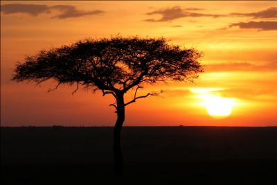 Quel arbre, permettant aux animaux de se mettre  l'ombre, voit-on sur la photo de ce magnifique coucher de soleil ?