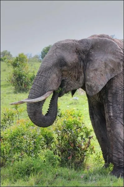 Combien d'espces d'lphants distingue-t-on dans le monde ?